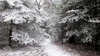 Зимний лес божественной красоты на привлекательных обоях превосходного качества.