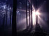 Floresta crepúsculo misterioso.