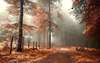 Fog in autumn forest.