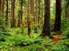Wallpaper mit fruchtbarer Vegetation Wald