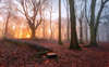 Dawn of the sol na floresta.