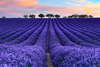 Lavender field.